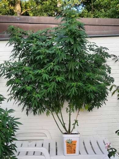 Grow Bucket Living Soil organic